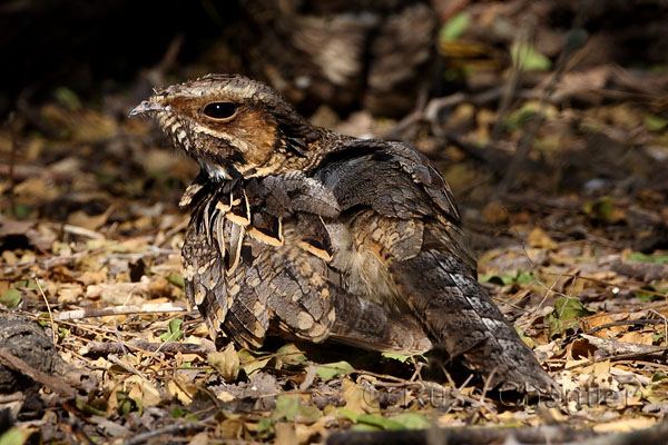 Common Pauraque © Russ Chantler